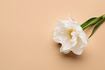 Obraz premium In of beige and. natural design floral concept. white flower lies on beige with a white flower in bloom. a white flower lies on a beige with a white flower lifestyle.