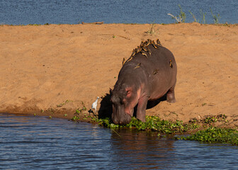 One hippopotamus with a number of oxpeckers on its back entering a river