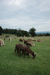 Obraz premium sheep dirty fur graze on grass photo