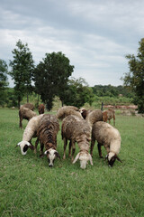 Obraz premium sheep dirty fur graze on grass photo