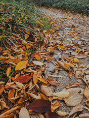a path in a park off the side of a fall