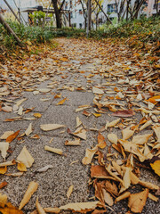a path in a park off the side of a fall