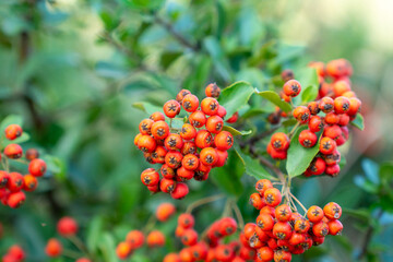 Fototapeta premium Fire thorn with red Pyracantha fruits in autumn