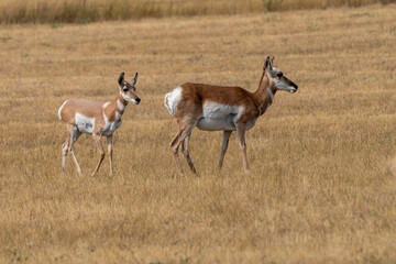 Naklejka premium A pair of Pronghorn Antelope is standing in a field of tall grass