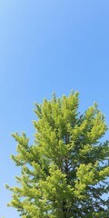 Obraz premium A vibrant green tree standing tall against a clear blue sky, perfect for adding a touch of nature to your design projects, background