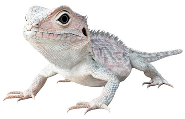Obraz premium Albino Lizard Reptile Close Up Studio Shot Scaly Skin Texture Exotic Pet Wildlife on transparent background