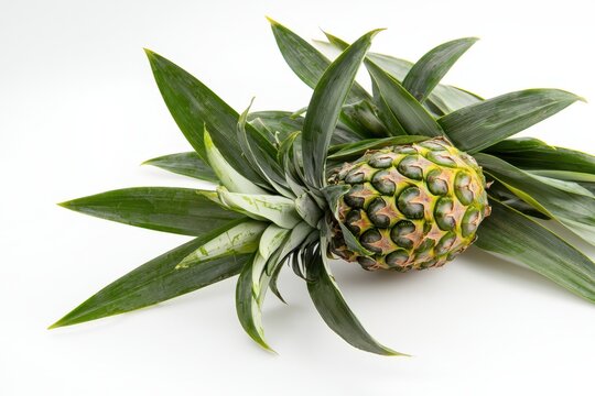 Ananas Ganz Frucht Nahaufnahme Tropische Frucht Lebensmittel Fotografie Exotik Gesundheit Studioaufnahme Sommer Frische Vitamin C Detailaufnahme Obst Natur &Auml;sthetik Minimalis