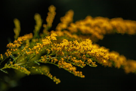 Neophyt/Zukunftspflanze Kanadische Goldrute (Solidago canadensis)