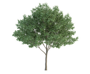 Majestic Green Tree in Nature's Embrace , isolated on white background png