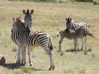 Fototapeta premium A zebra embracing its young, showcasing the tender bond between them. The intricate black and white stripes and the loving expression create a heartwarming moment in nature.