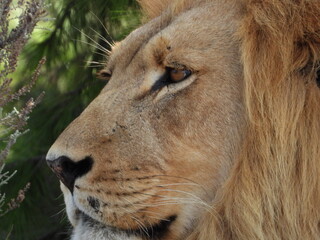 Close-up of a majestic male lion, highlighting its powerful gaze and detailed mane. The golden...
