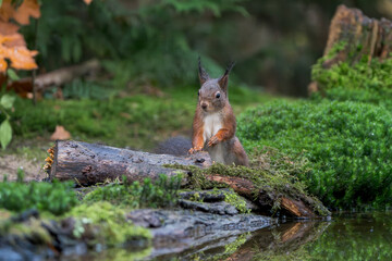 Eichhörnchen
