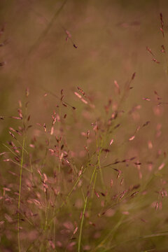 Liebesgr&auml;ser (Eragrostis)