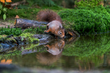 Eichhörnchen
