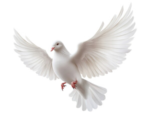 Obraz premium Majestic White Dove in Flight: A Symbol of Peace and Freedom , isolated on white background