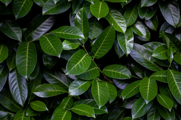 Lorbeerkirsche (Prunus laurocerasus)