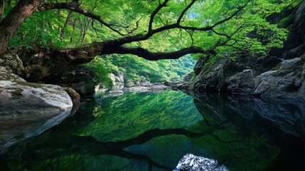 Fototapeta premium A large tree branch hangs over a body of water