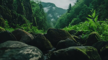 Fototapeta premium A lush green forest with a stream running through it
