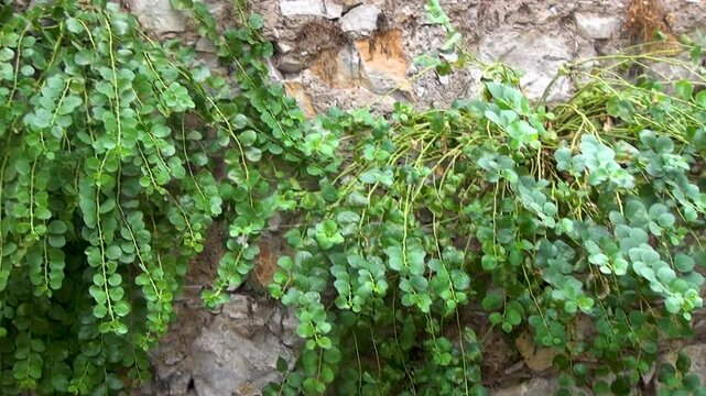 Caper bushes (Capparis spinosa) growing naturally among the stones of a wall.
