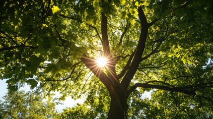 Obraz premium A tree with leaves is in the sun