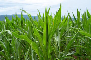 Obraz premium Young corn plants in the field in summer
