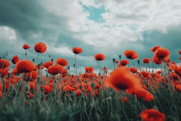 Obraz premium Vibrant poppy field stretching towards cloudy sky