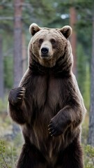 Fototapeta premium A brown bear stands on its hind legs in a coniferous forest. It presents an impressive posture with its thick brown fur.