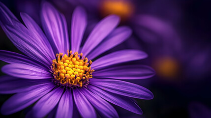 A detailed macro shot of a purple daisy with its textured yellow center, glowing in soft, natural lighting.