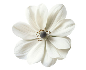 Obraz premium Stunning White Flower in Closeup Detail