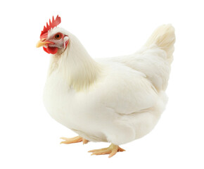 Fototapeta premium Beautiful White Chicken Portrait