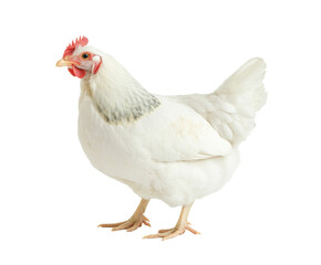 Fototapeta premium Beautiful White Chicken Portrait