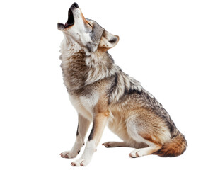 Majestic Howling Wolf in Nature