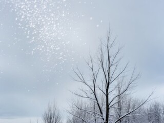 Obraz premium Delicate Snowfall on Snowy Tree Branches in Serene Winter Landscape.