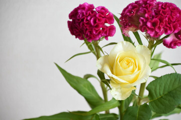 Fototapeta premium 薔薇とケイトウ