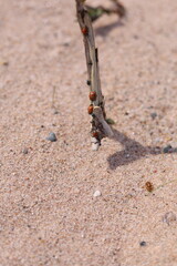 Ladybug and ants on on a straw twig. Sandy texture. A grain of sand.