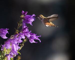 Rufous hummingbird in flowers, hummingbird, penstemon, penstemon flower, bird in flowers © Tim