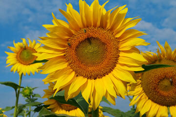 On the field of sunflowers little working bees sits on the sunflower