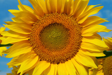 Obraz premium Field of beautiful yellow sunflowers