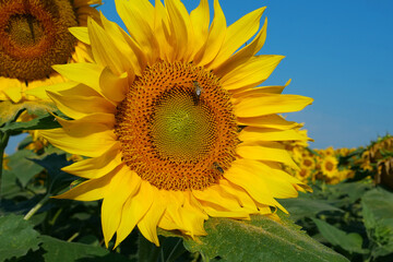 Field of beautiful sunflowers with many bees working. Bees are hard at work