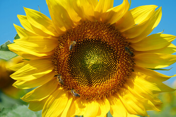 Field of beautiful sunflowers with many bees working. Bees are hard at work