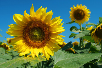 Naklejka premium Field of beautiful yellow sunflowers