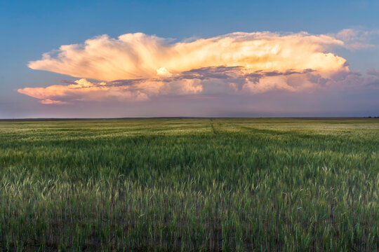 Storm Clouds Over a Wheat Field in Eastern Colorado