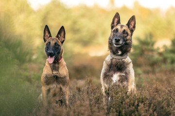 Naklejka premium Two malinois shepherd dogs during sundown between heather plants