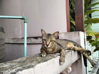 Obraz premium Tabby Cat on white wall