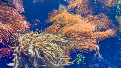 colorful soft corals and stony coral tentacles moving in lightflooded reef, gorgonians in dark blue...