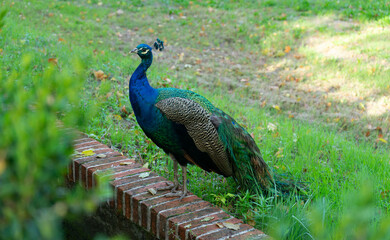 Peacock in a garden of royal palace, aranjuez, Madrid,Spain