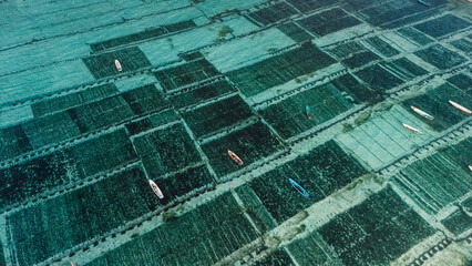 Drone view of seaweed farm at Lembongan island in Indonesia © artifirsov