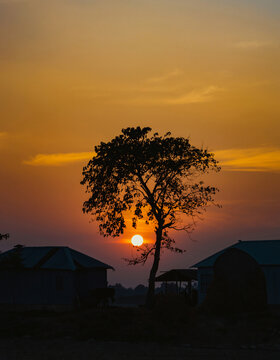 Sunset and the tree 