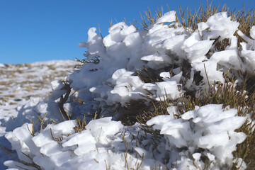Wind-frozen snow covering green vegetation