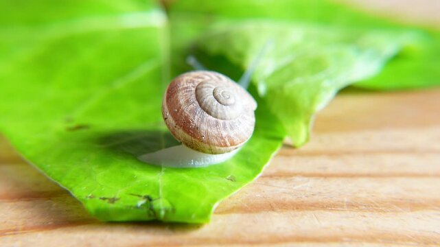 Close-up of a small snail on a fresh green leaf, highlighting its spiral shell and delicate body, with a natural wooden surface in the background
